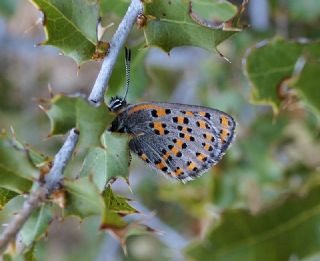 Akbes Gelincii (Tomares nesimachus)