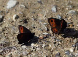 sko Gzelesmeri (Erebia aethiops)