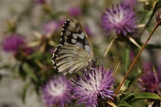 Orman Melikesi (Melanargia galathea)