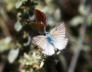 okgzl Anadolu Beyaz (Polyommatus menalcas)