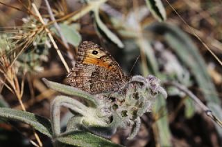 Seyit (Arethusana arethusa)