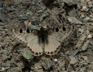 Tavus Kelebei (Inachis io)
