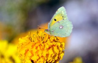 Sar Azamet (Colias croceus)