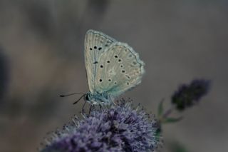 okgzl Dafnis (Polyommatus daphnis)