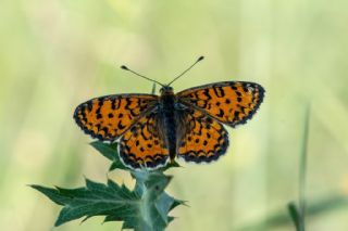 Gzel parhan (Melitaea trivia)
