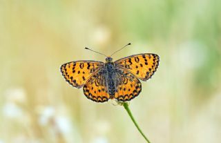 Gzel parhan (Melitaea trivia)