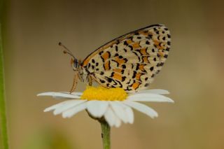 Gzel parhan (Melitaea trivia)
