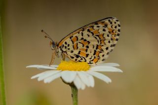 Gzel parhan (Melitaea syriaca)