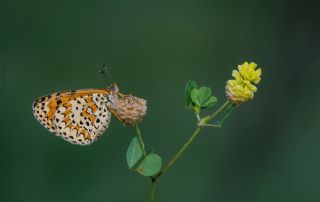 Gzel parhan (Melitaea trivia)