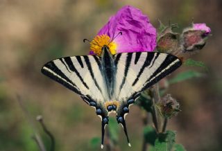 Erik Krlangkuyruk (Iphiclides podalirius)