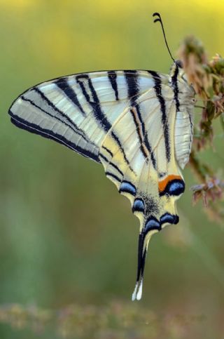 Erik Krlangkuyruk (Iphiclides podalirius)