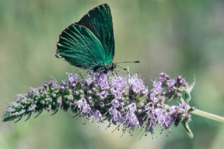 Zmrt (Callophrys rubi)