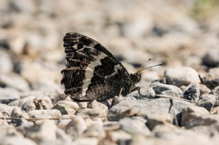 Kara Murat (Brintesia  circe)