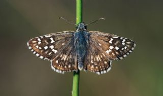 Sarbandl Zpzp (Pyrgus sidae)