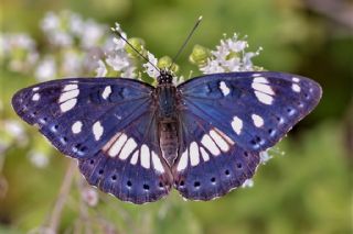 Akdeniz Hanmeli Kelebei (Limenitis reducta)