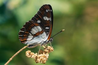 Akdeniz Hanmeli Kelebei (Limenitis reducta)