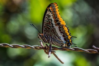 ift Kuyruklu Paa (Charaxes jasius )