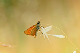 Sar Antenli Zpzp (Thymelicus sylvestris)