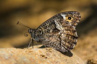 Byk Karamelek (Hipparchia syriaca)