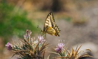 Krlangkuyruk (Papilio machaon)