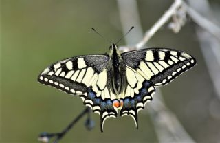 Krlangkuyruk (Papilio machaon)