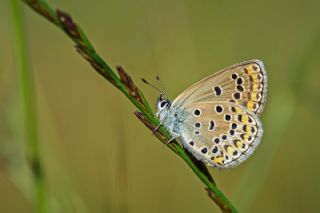 Anadolu Esmergz (Plebejus modicus)