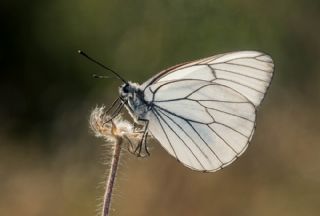 Al Beyaz (Aporia crataegi)