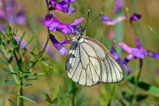 Al Beyaz (Aporia crataegi)