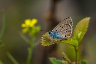 okgzl Gzel Mavi (Polyommatus bellis)