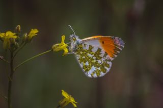 Diken Kelebei (Vanessa cardui)