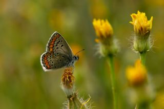 okgzl Esmer (Aricia agestis)