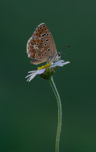 okgzl Esmer (Aricia agestis)