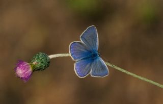 okgzl Mavi (Polyommatus icarus)