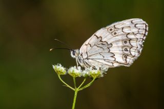 Anadolu Melikesi (Melanargia larissa)