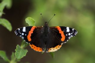 Atalanta (Vanessa atalanta)