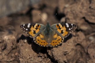 Diken Kelebei (Vanessa cardui)