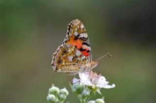 Diken Kelebei (Vanessa cardui)