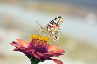 Diken Kelebei (Vanessa cardui)