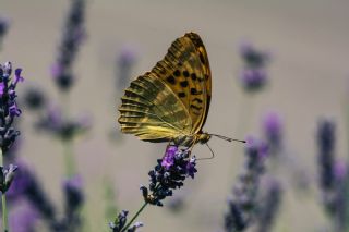 Cengaver (Argynnis paphia)