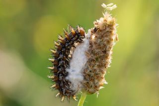 Benekli parhan (Melitaea didyma)