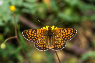 parhan (Melitaea cinxia)