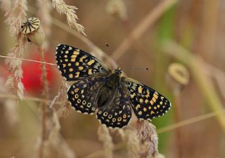 parhan (Melitaea cinxia)
