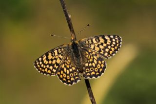 parhan (Melitaea cinxia)