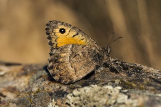 Seyit (Arethusana arethusa)