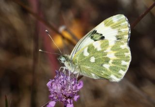 Yeni Beneklimelek (Pontia edusa)