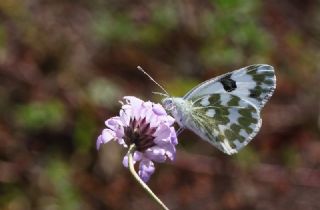 Yeni Beneklimelek (Pontia edusa)