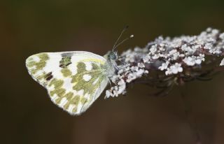 Yeni Beneklimelek (Pontia edusa)