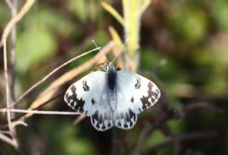 Yeni Beneklimelek (Pontia edusa)