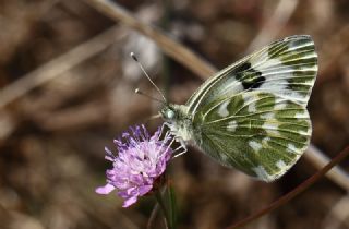 Yeni Beneklimelek (Pontia edusa)