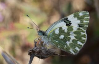 Yeni Beneklimelek (Pontia edusa)